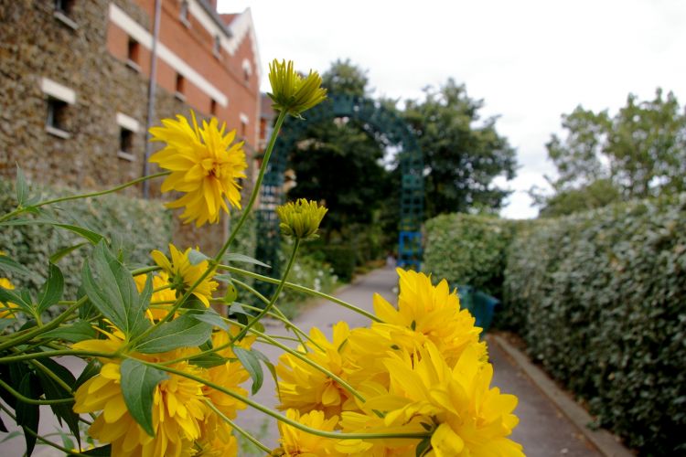 Fonds d'cran Nature Fleurs la coule verte a Paris