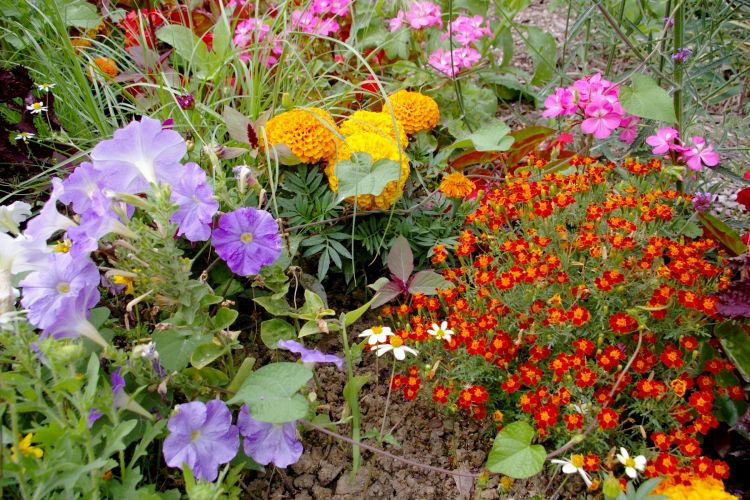 Fonds d'cran Nature Fleurs la coule verte a Paris