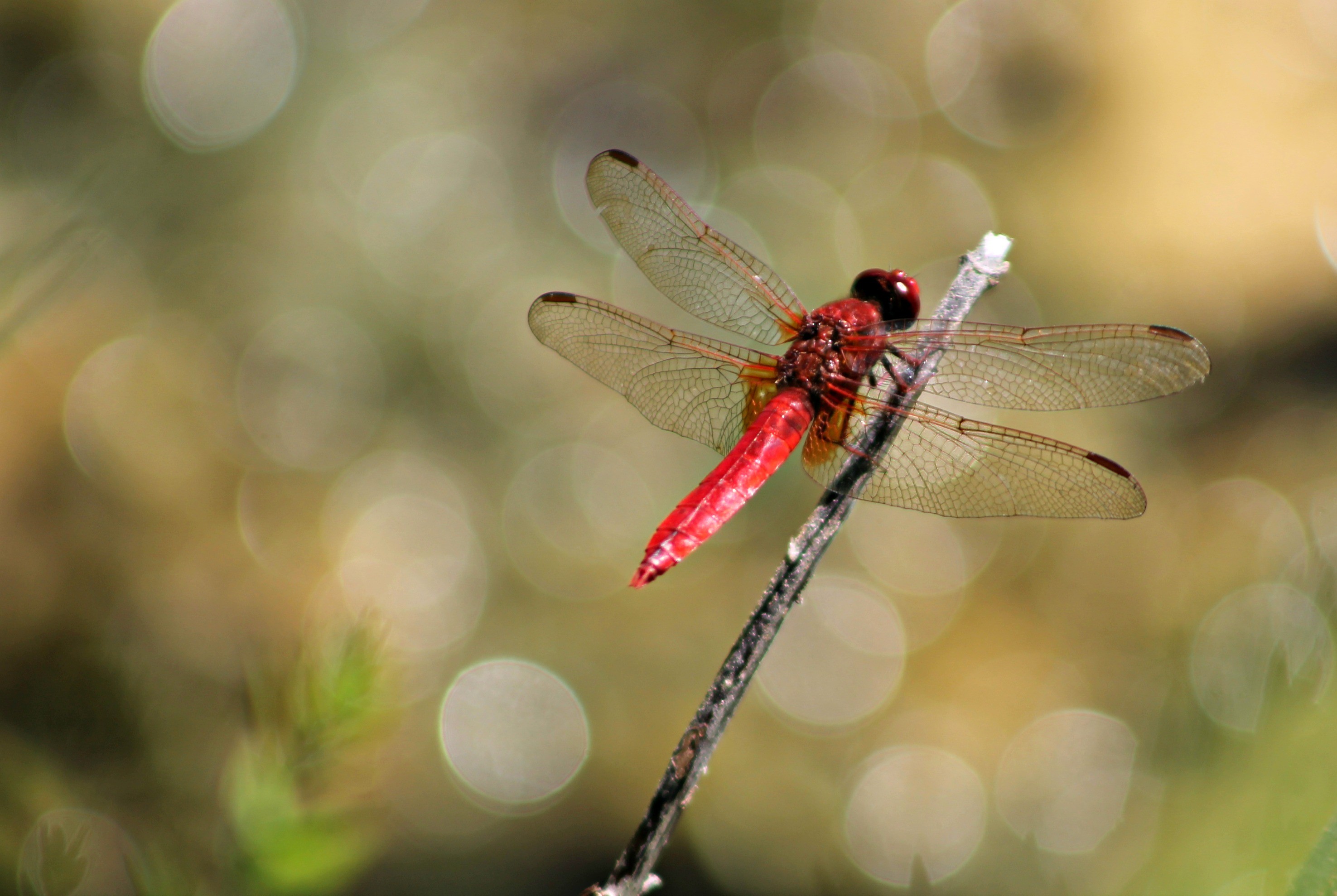 Fonds d'cran Animaux Insectes - Libellules libellules