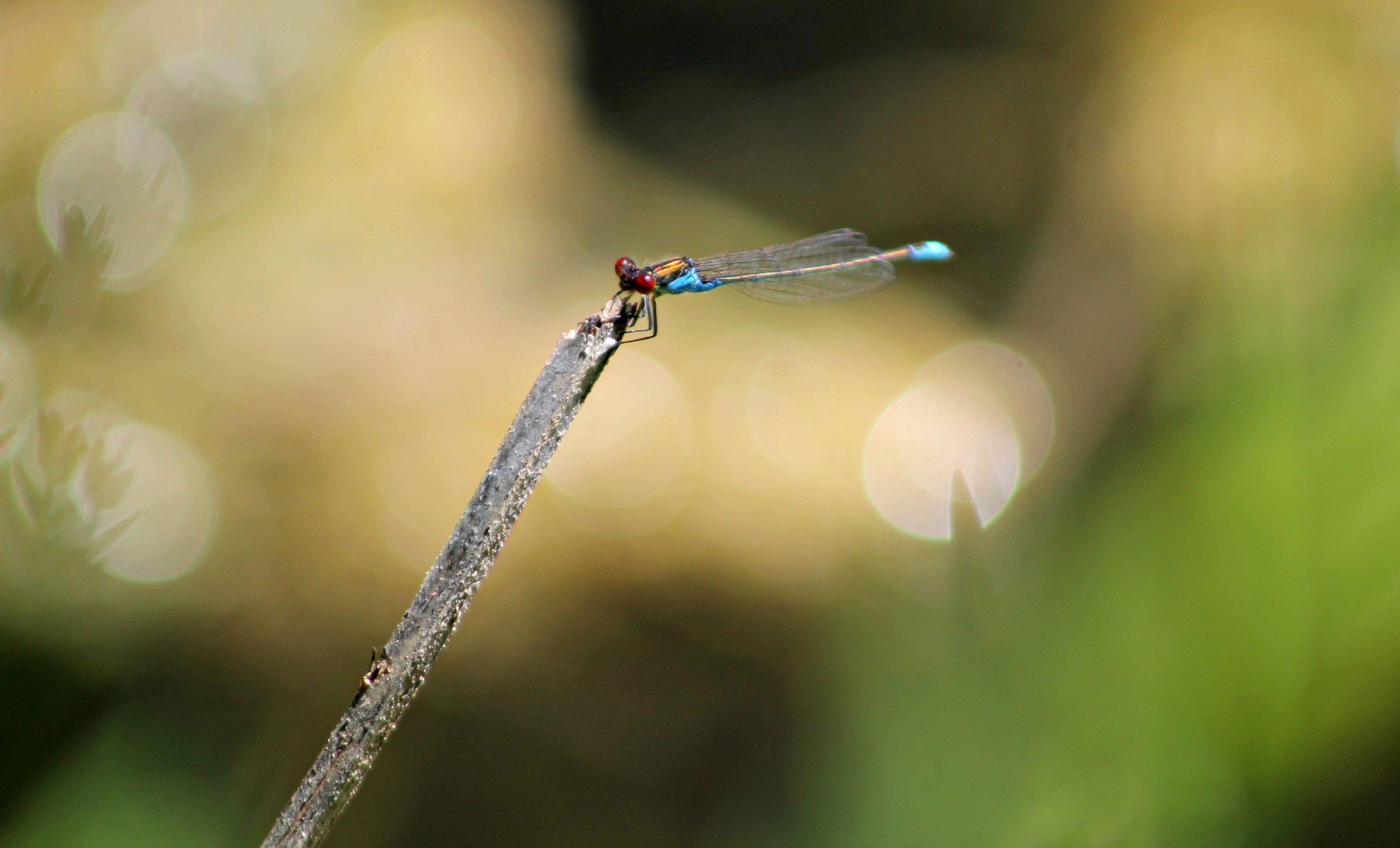 Fonds d'cran Animaux Insectes - Libellules libellules