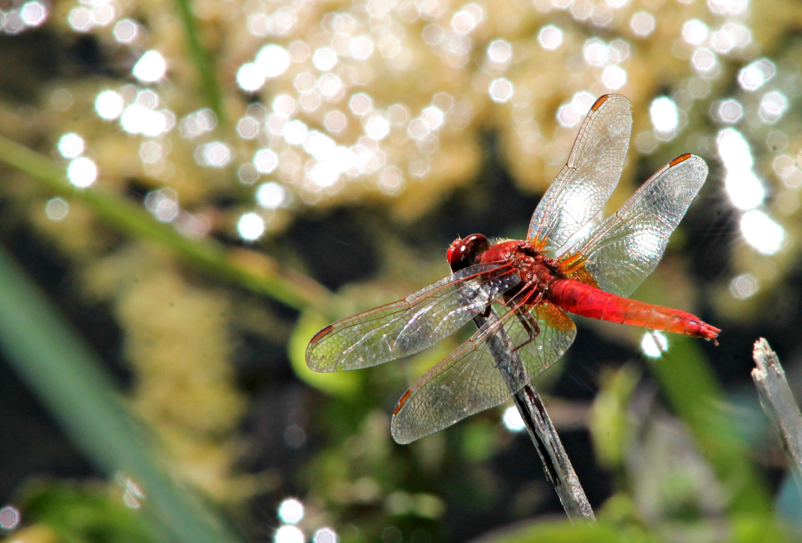 Fonds d'cran Animaux Insectes - Libellules libellules