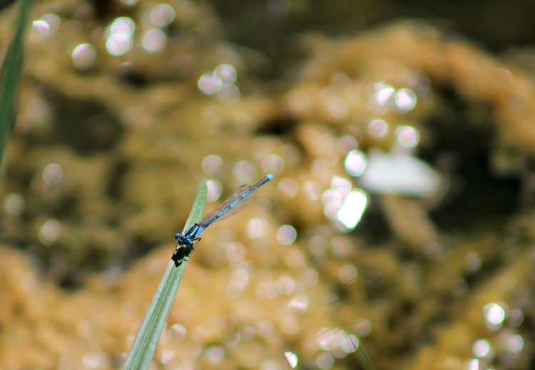 Fonds d'cran Animaux Insectes - Libellules libellules