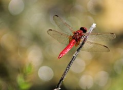  Animaux libellules