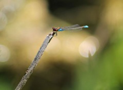  Animaux libellules