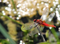  Animaux libellules