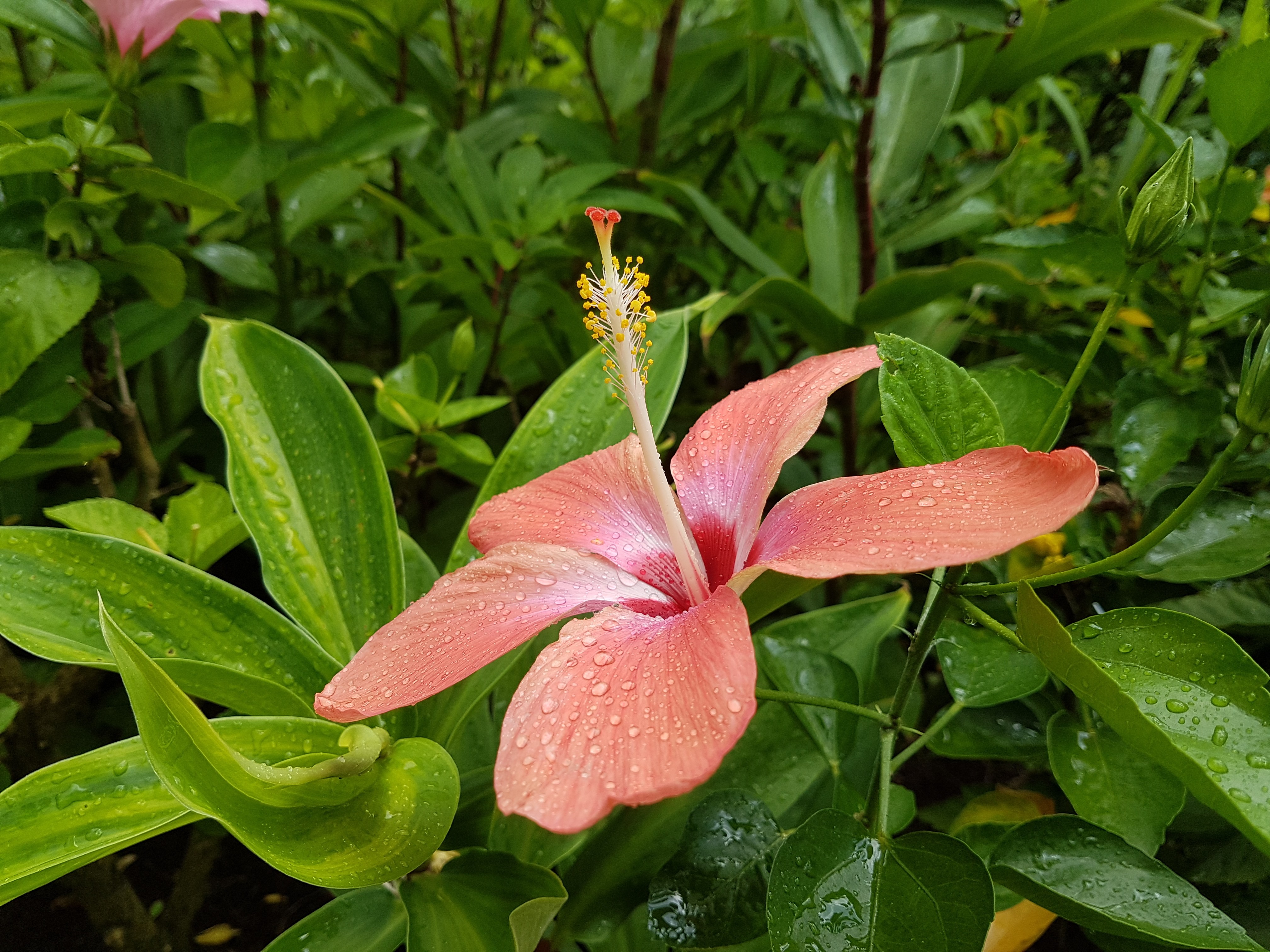 Wallpapers Nature Flowers Fleurs de Guadeloupe 