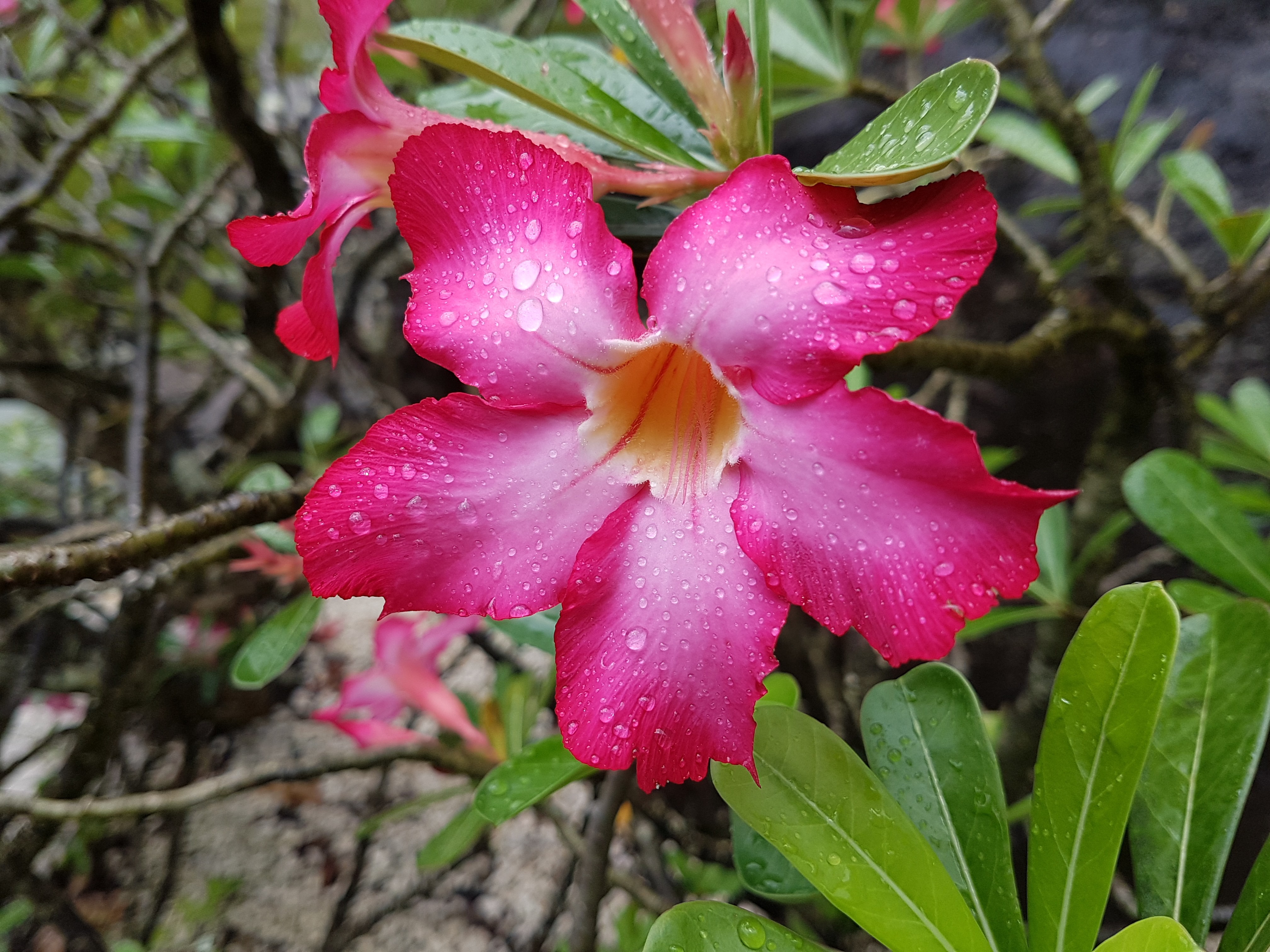 Fonds d'cran Nature Fleurs Fleurs de Guadeloupe 