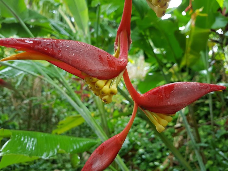 Wallpapers Nature Flowers Fleurs de Guadeloupe 