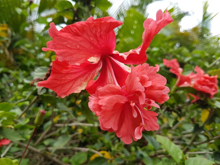 Wallpapers Nature Flowers Fleurs de Guadeloupe 