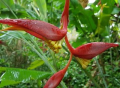  Nature Fleurs de Guadeloupe 