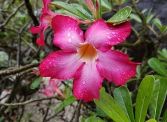  Nature Fleurs de Guadeloupe 