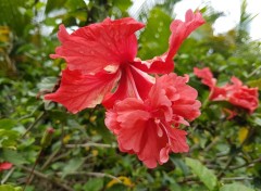  Nature Fleurs de Guadeloupe 