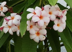  Nature Fleurs de Guadeloupe 