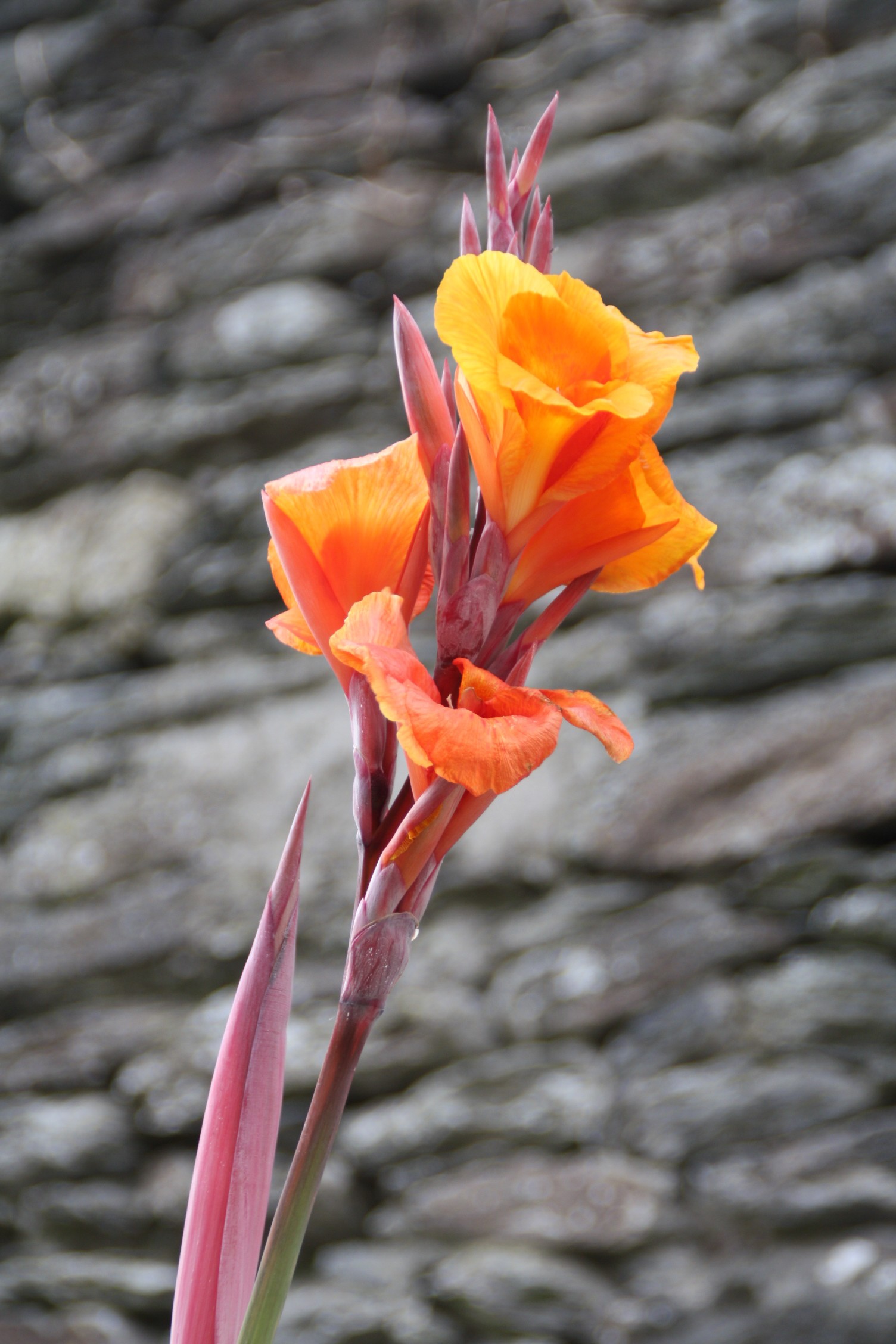 Wallpapers Nature Flowers 