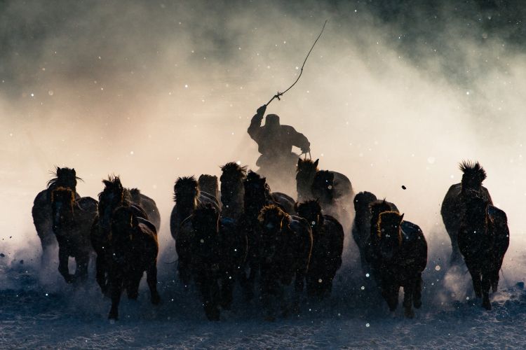 Wallpapers Animals Horses Anthony Lau - Winter Horseman