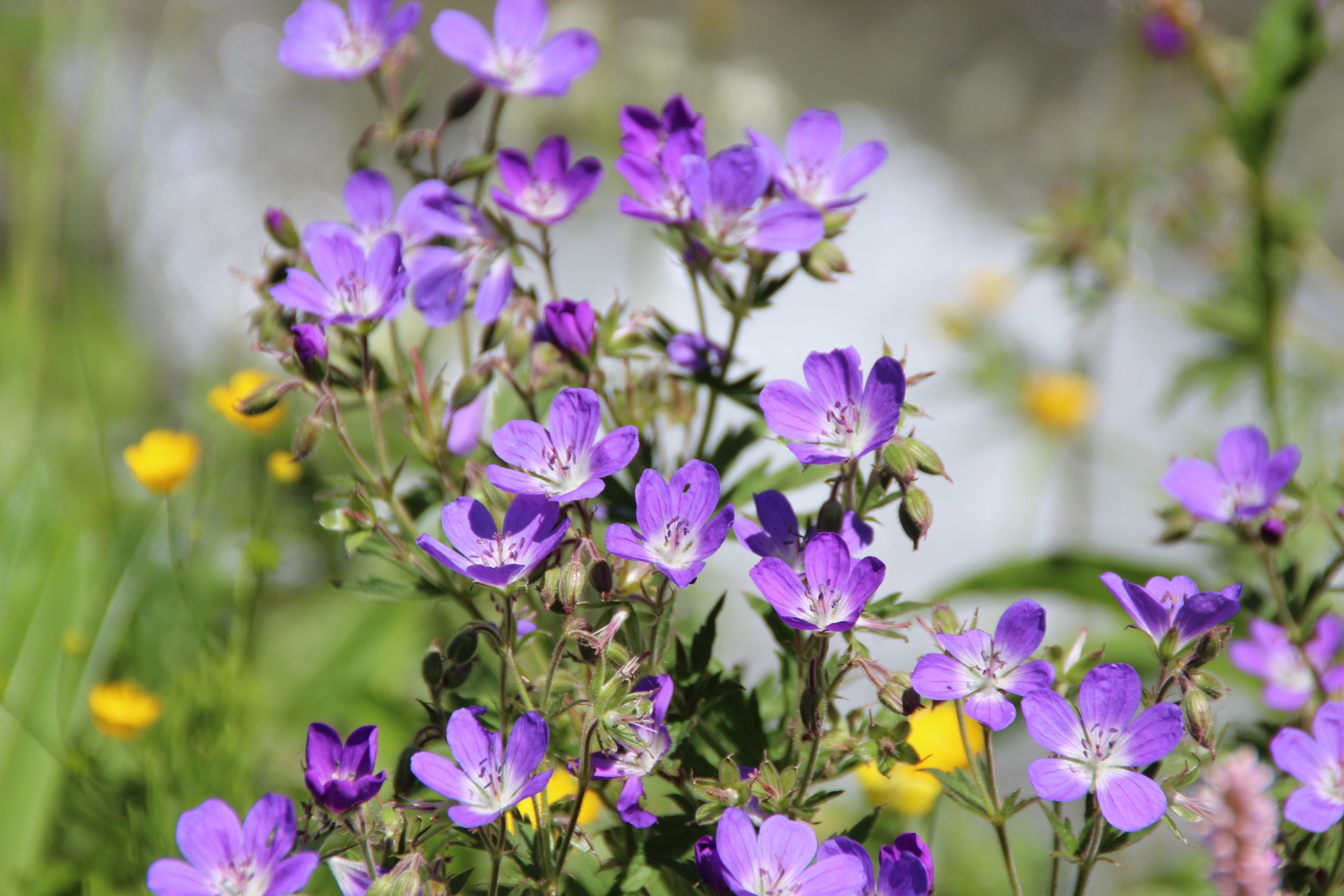 Fonds d'cran Nature Fleurs 