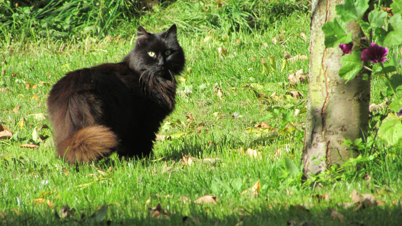 Fonds d'cran Animaux Chats - Chatons Le Chat Marron 