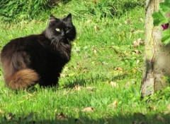  Animaux Le Chat Marron 