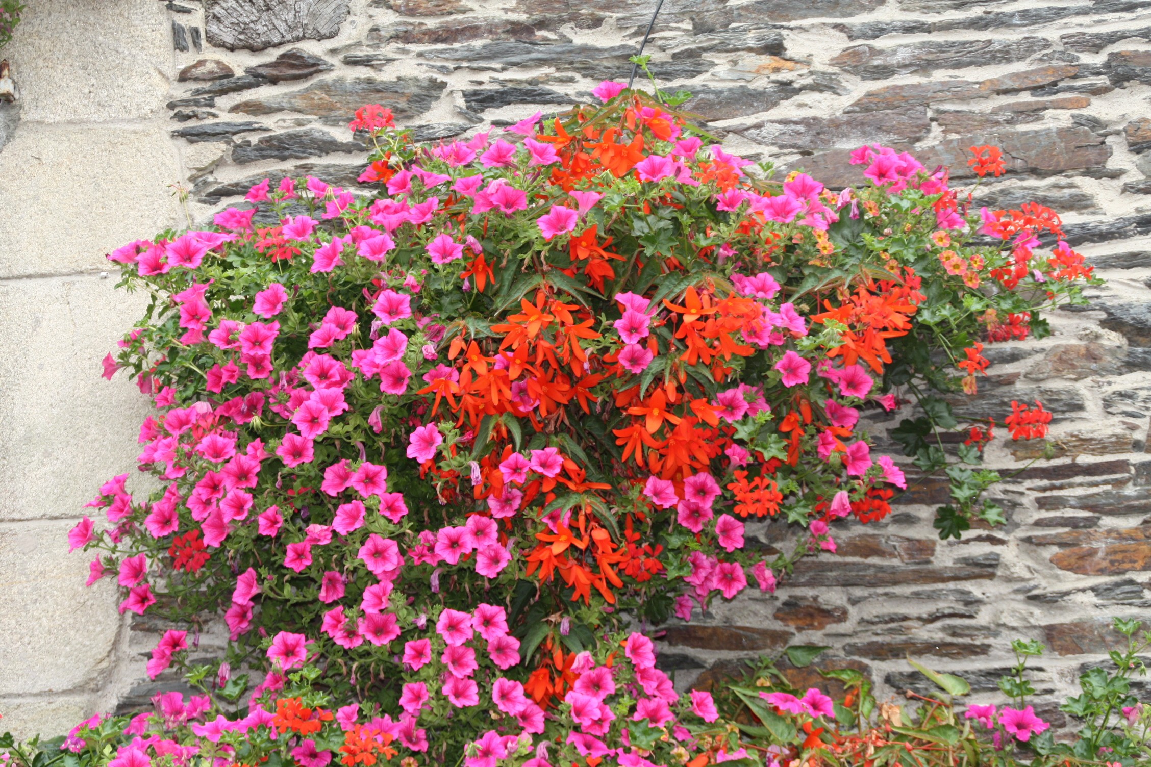 Fonds d'cran Nature Fleurs 