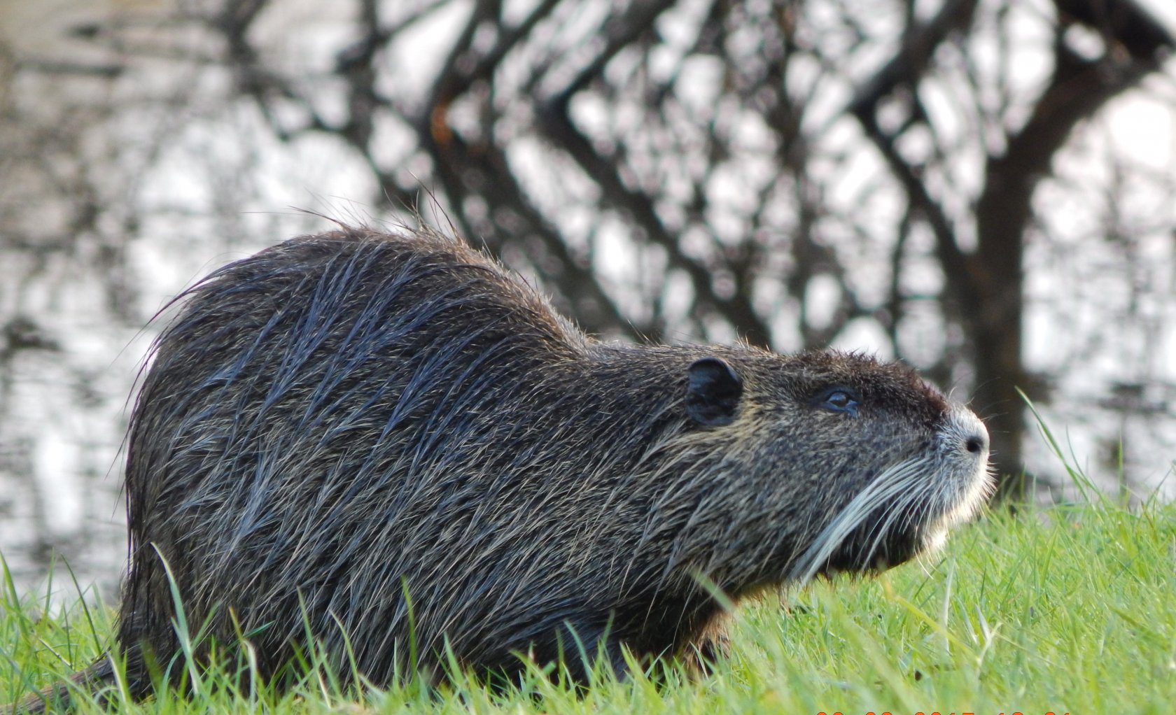 Fonds d'cran Animaux Divers ...