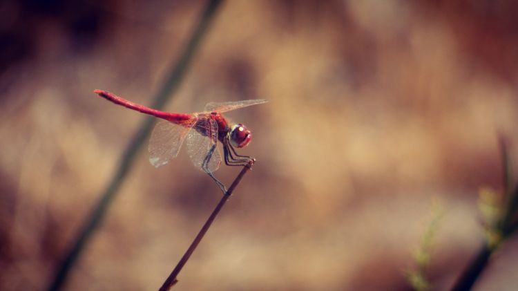 Wallpapers Animals Insects - Dragonflies libellule