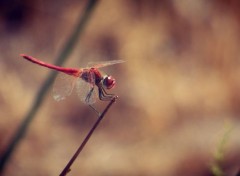  Animaux libellule