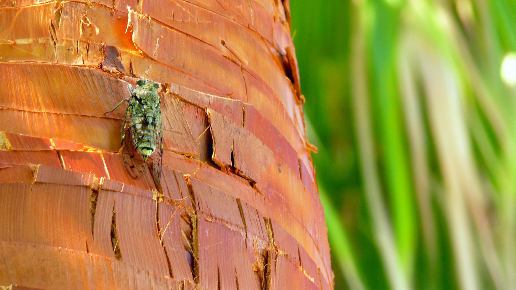 Wallpapers Animals Insects - Cicadas Une Cigale