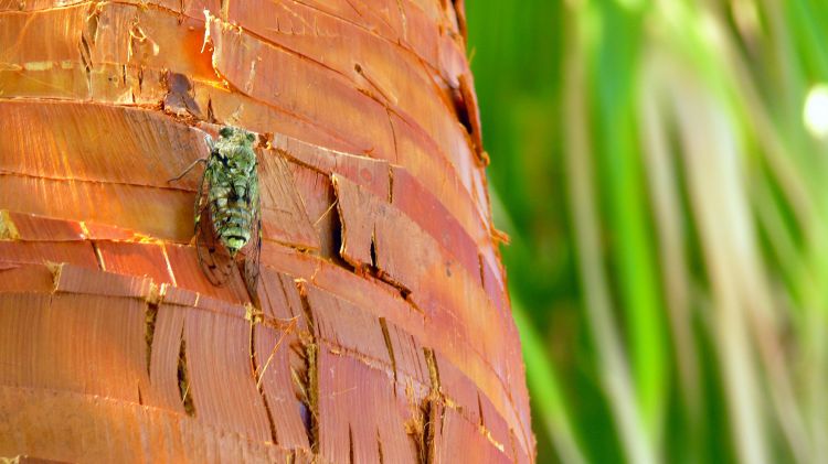 Fonds d'cran Animaux Insectes - Cigales Une Cigale