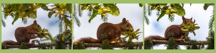 Fonds d'cran Animaux Rongeurs - Ecureuils Wallpaper N436958