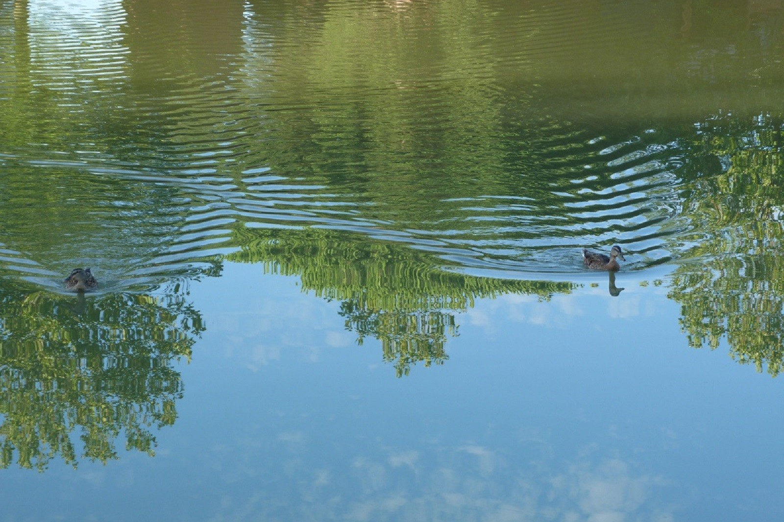 Wallpapers Animals Birds - Ducks 