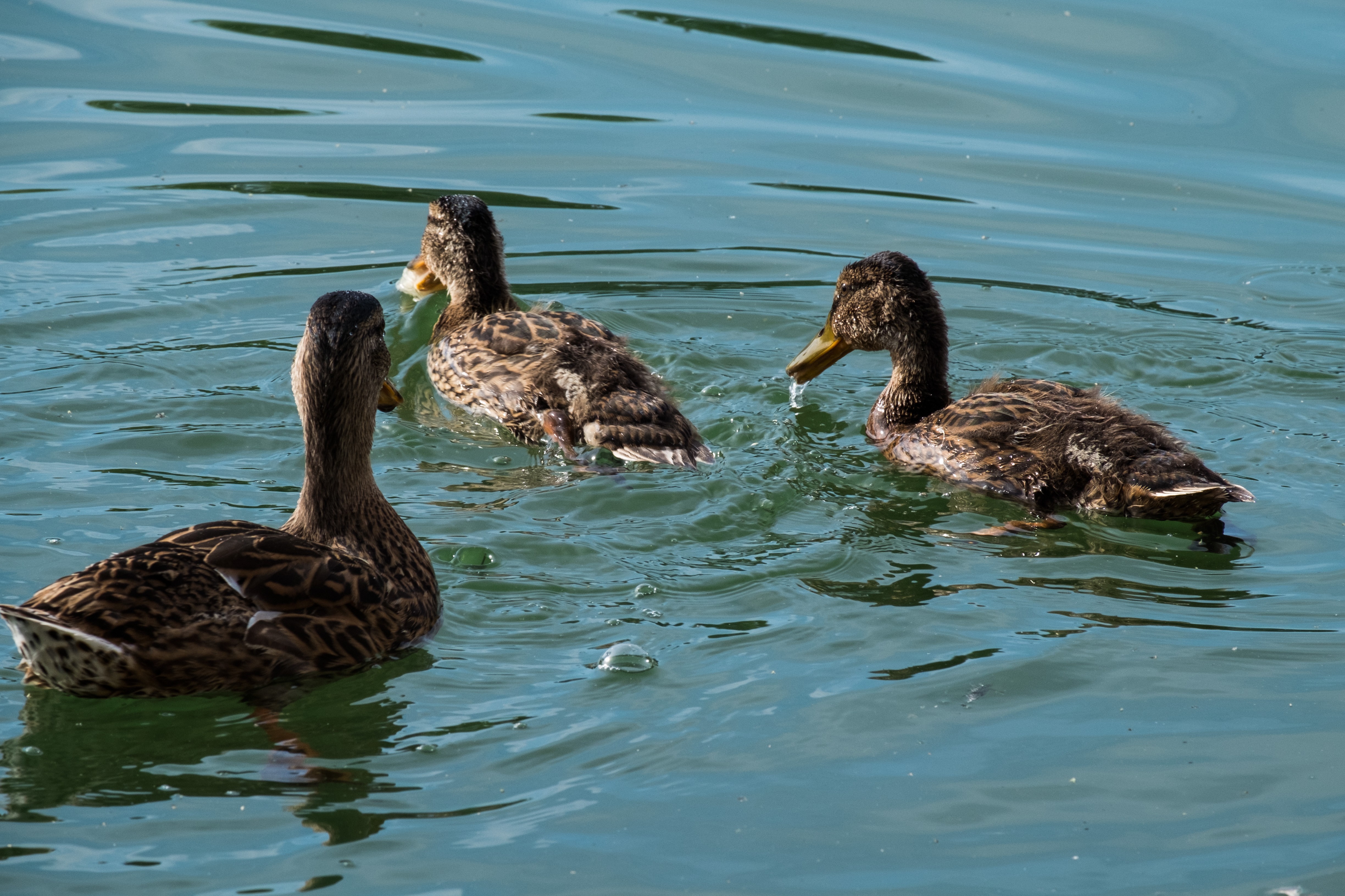 Wallpapers Animals Birds - Ducks 