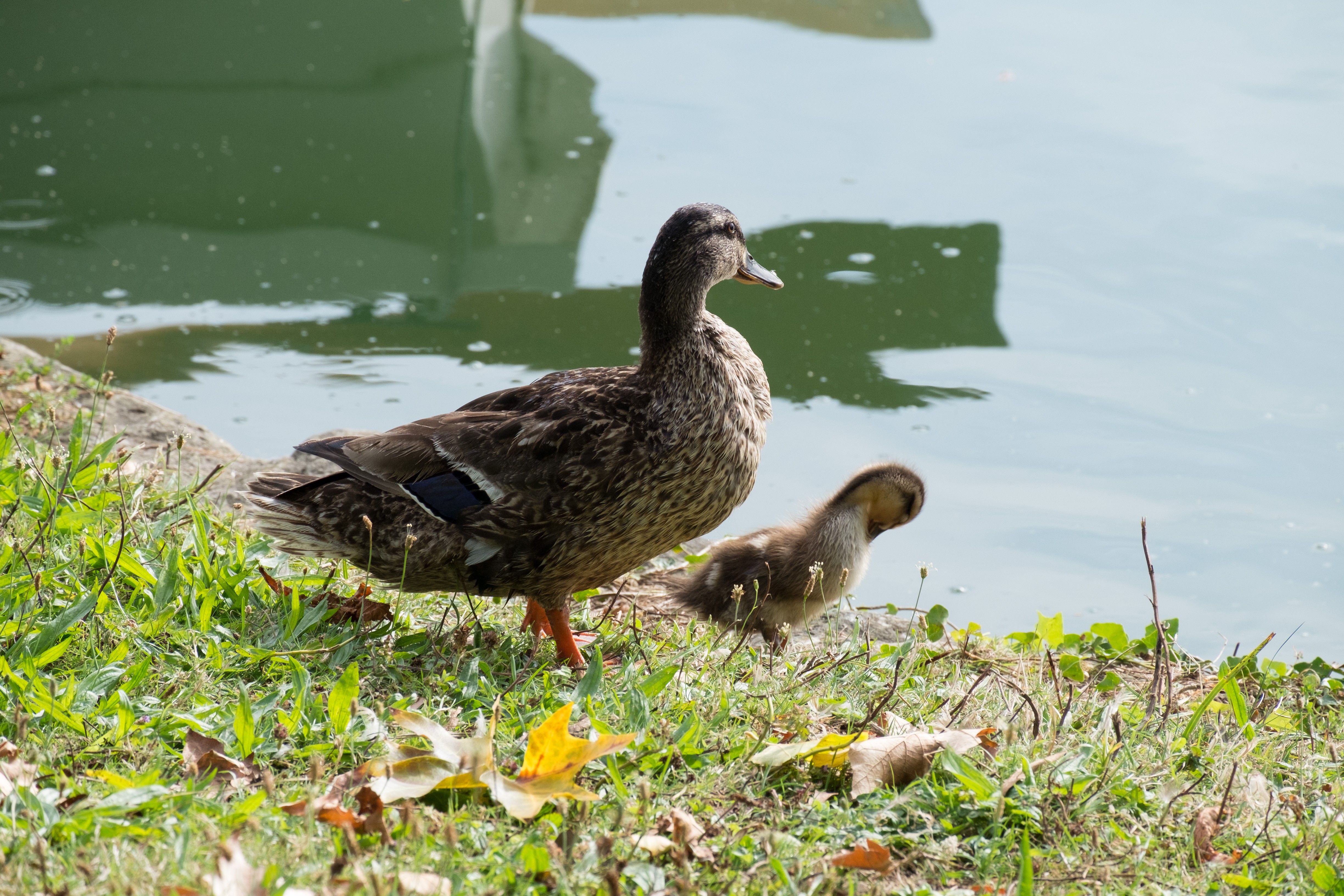 Wallpapers Animals Birds - Ducks 