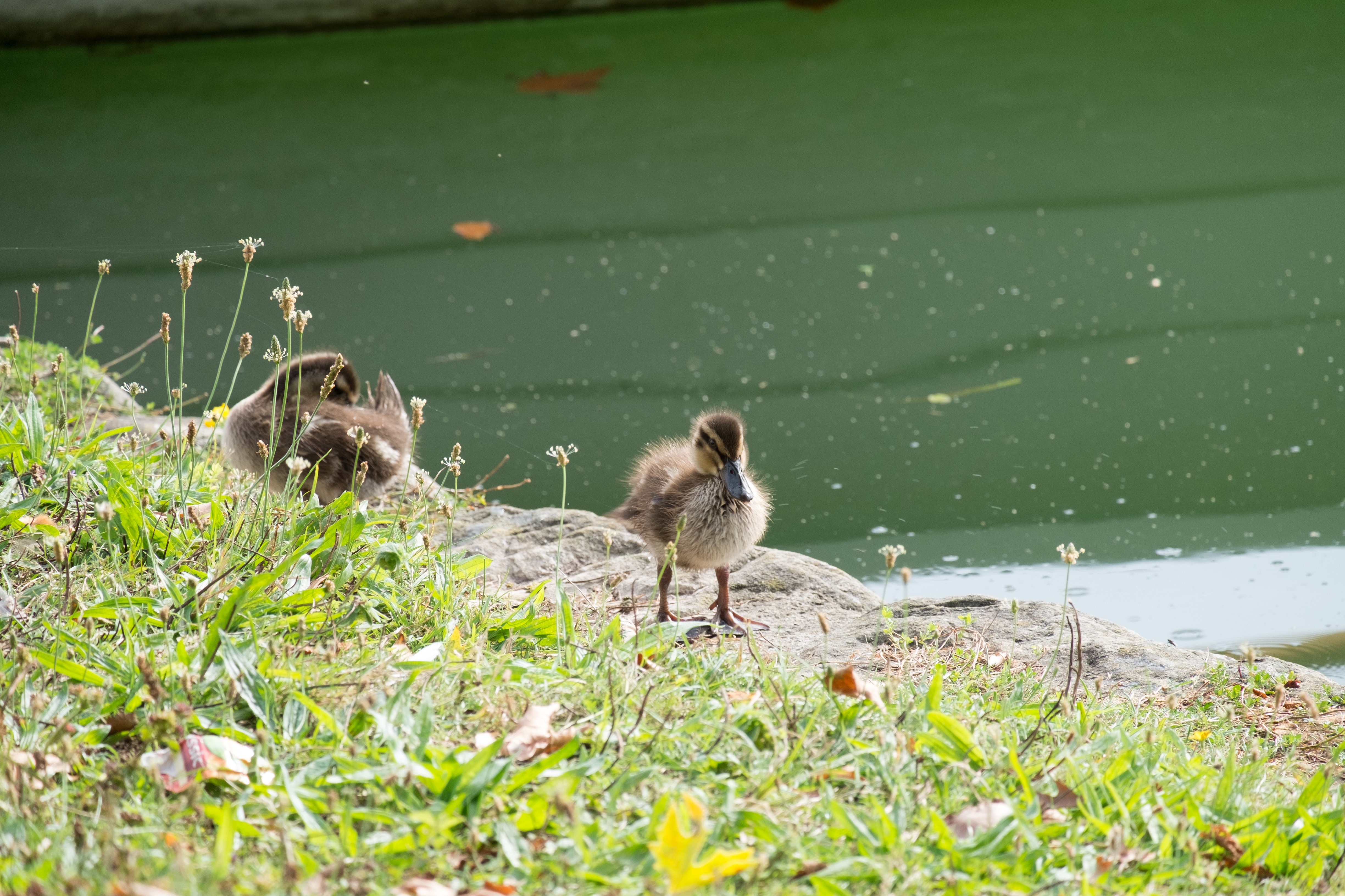 Wallpapers Animals Birds - Ducks 