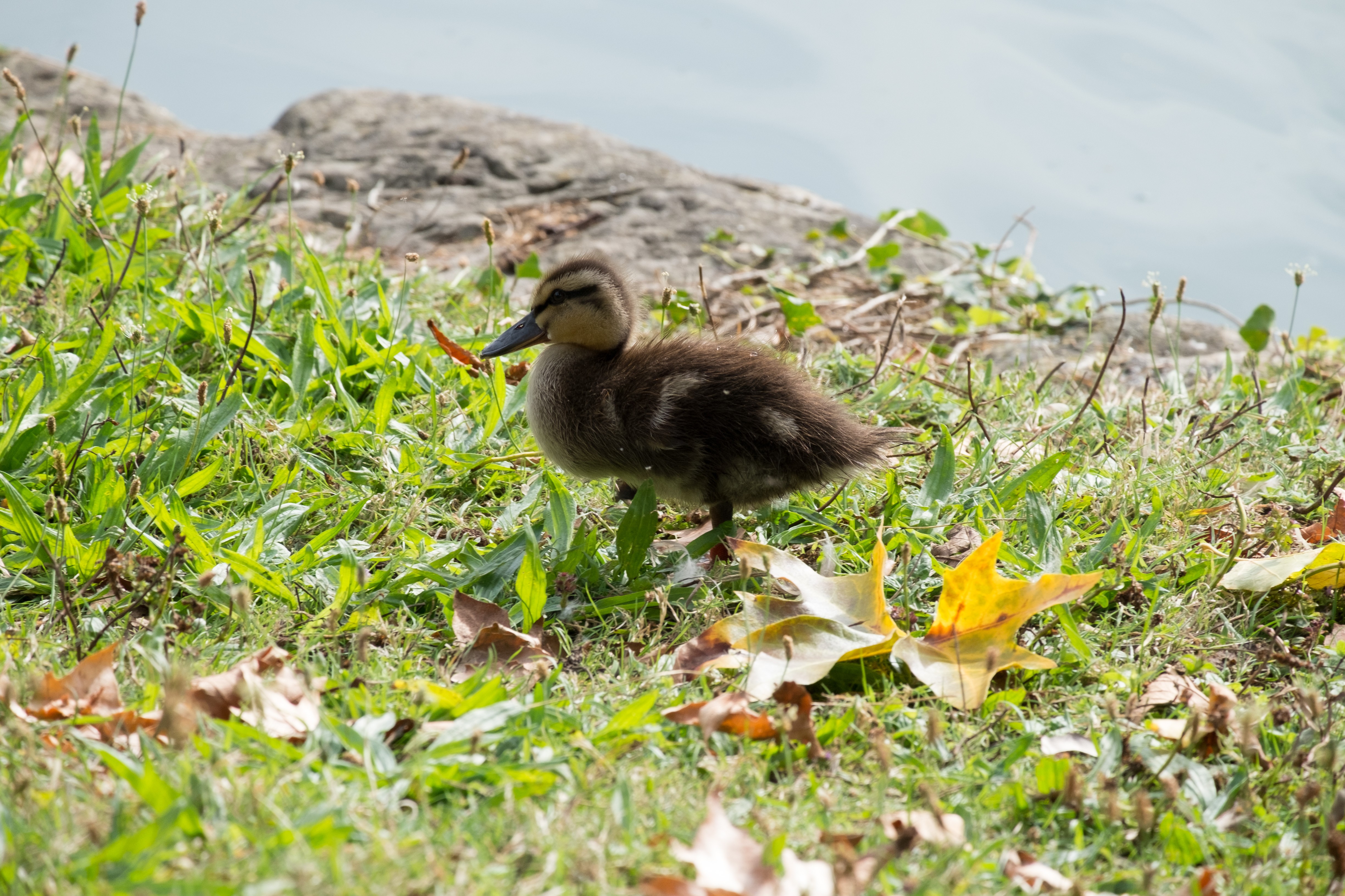 Fonds d'cran Animaux Oiseaux - Canards 