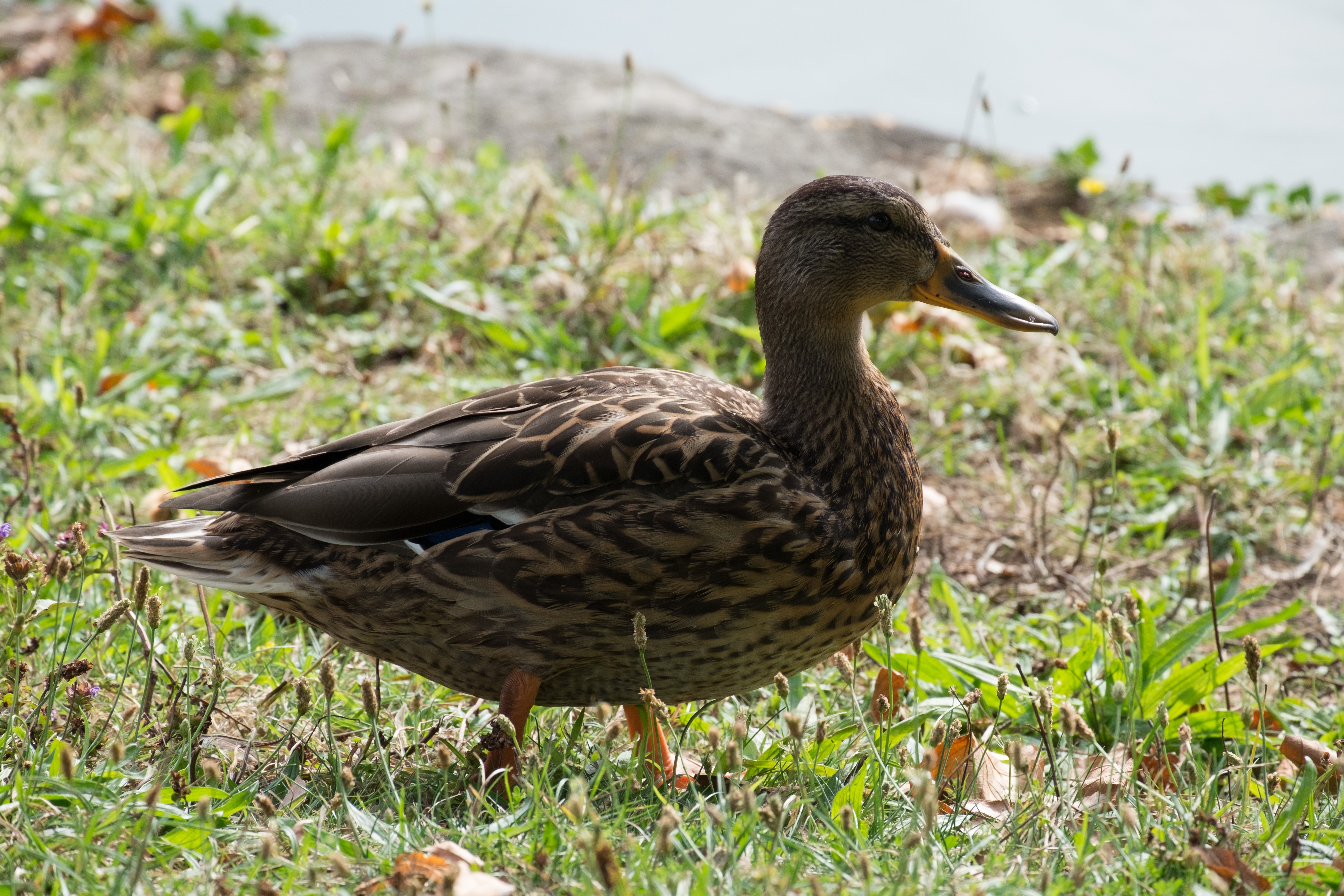 Fonds d'cran Animaux Oiseaux - Canards 