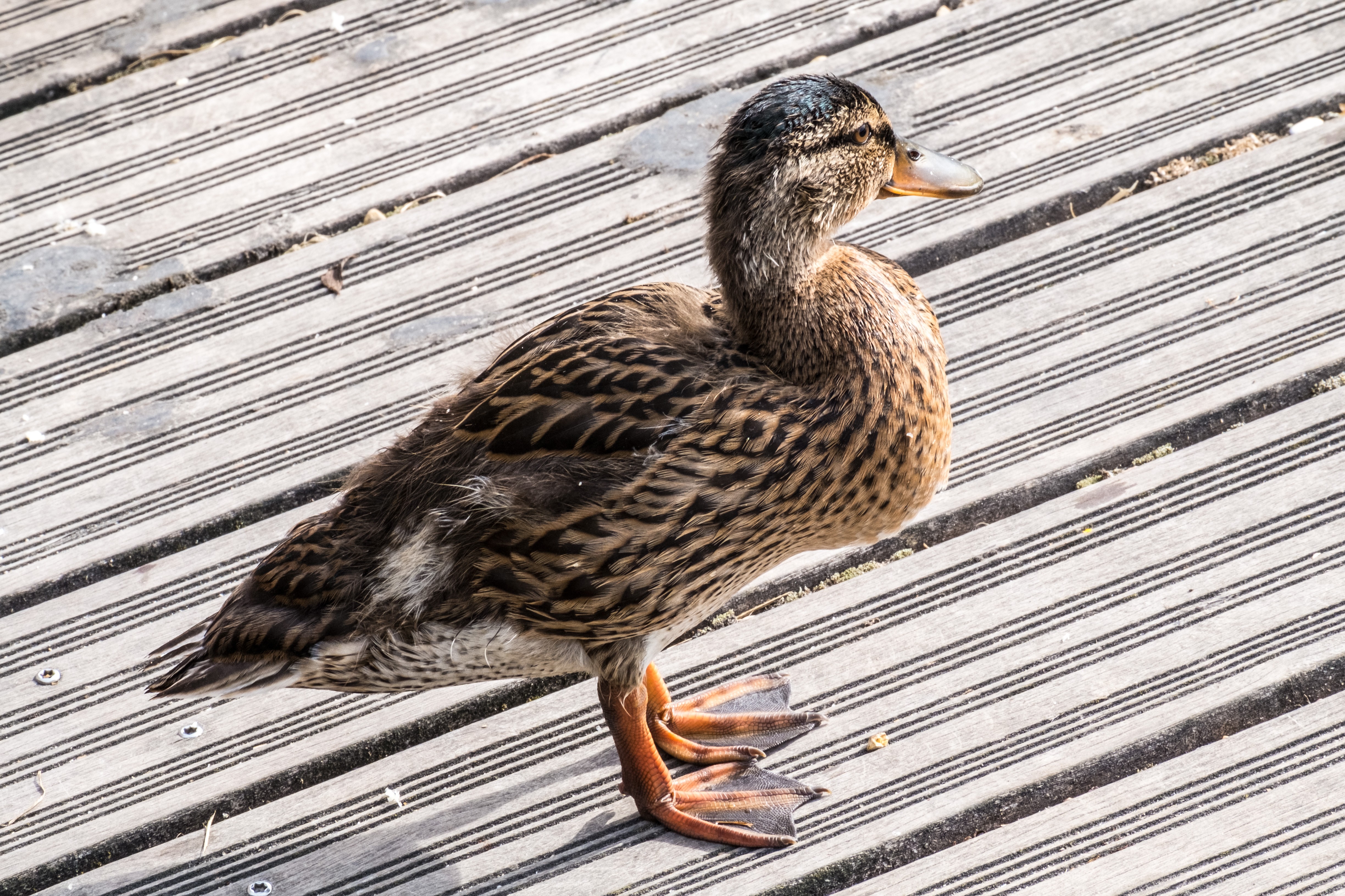 Fonds d'cran Animaux Oiseaux - Canards 