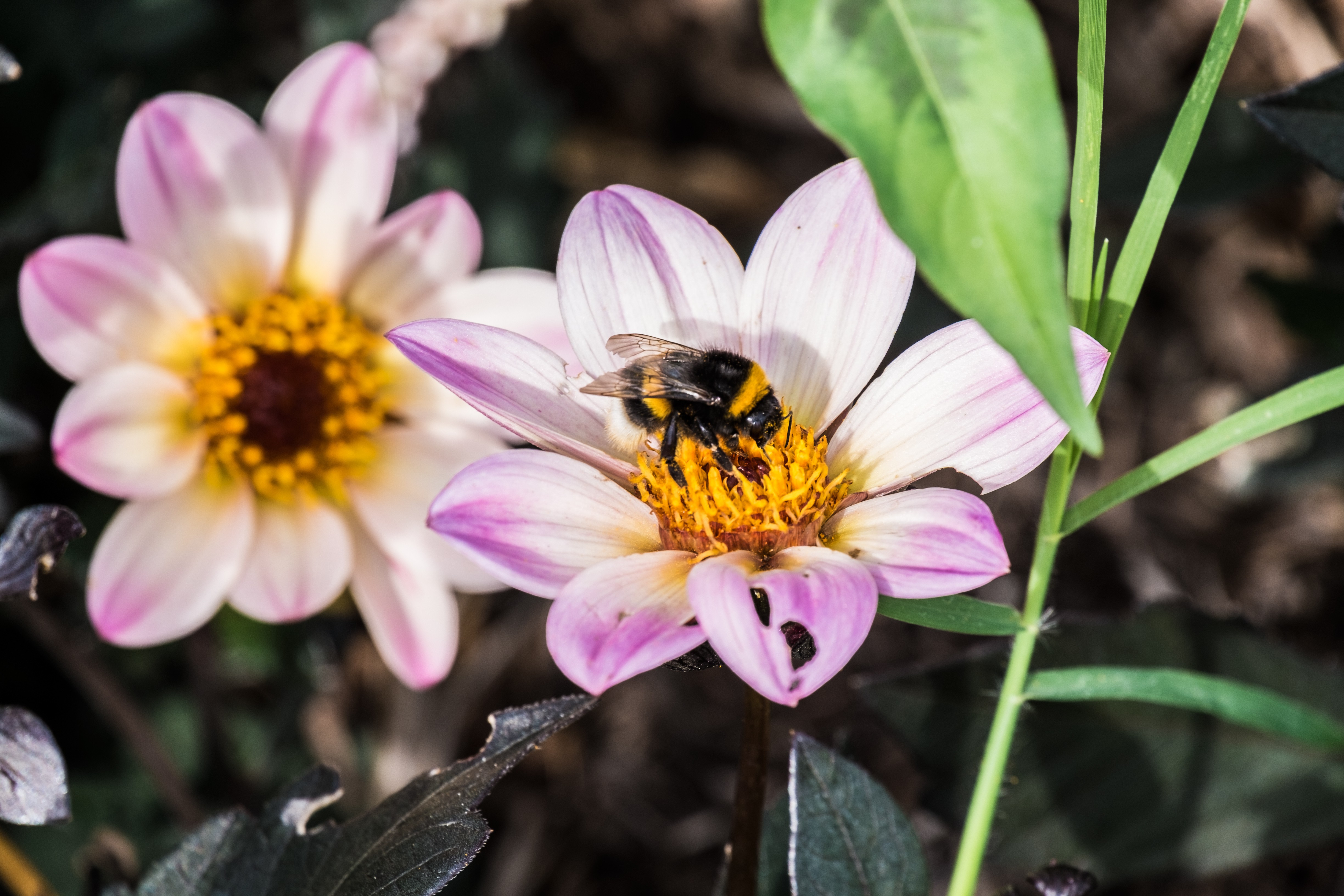 Fonds d'cran Animaux Insectes - Abeilles Gupes ... 