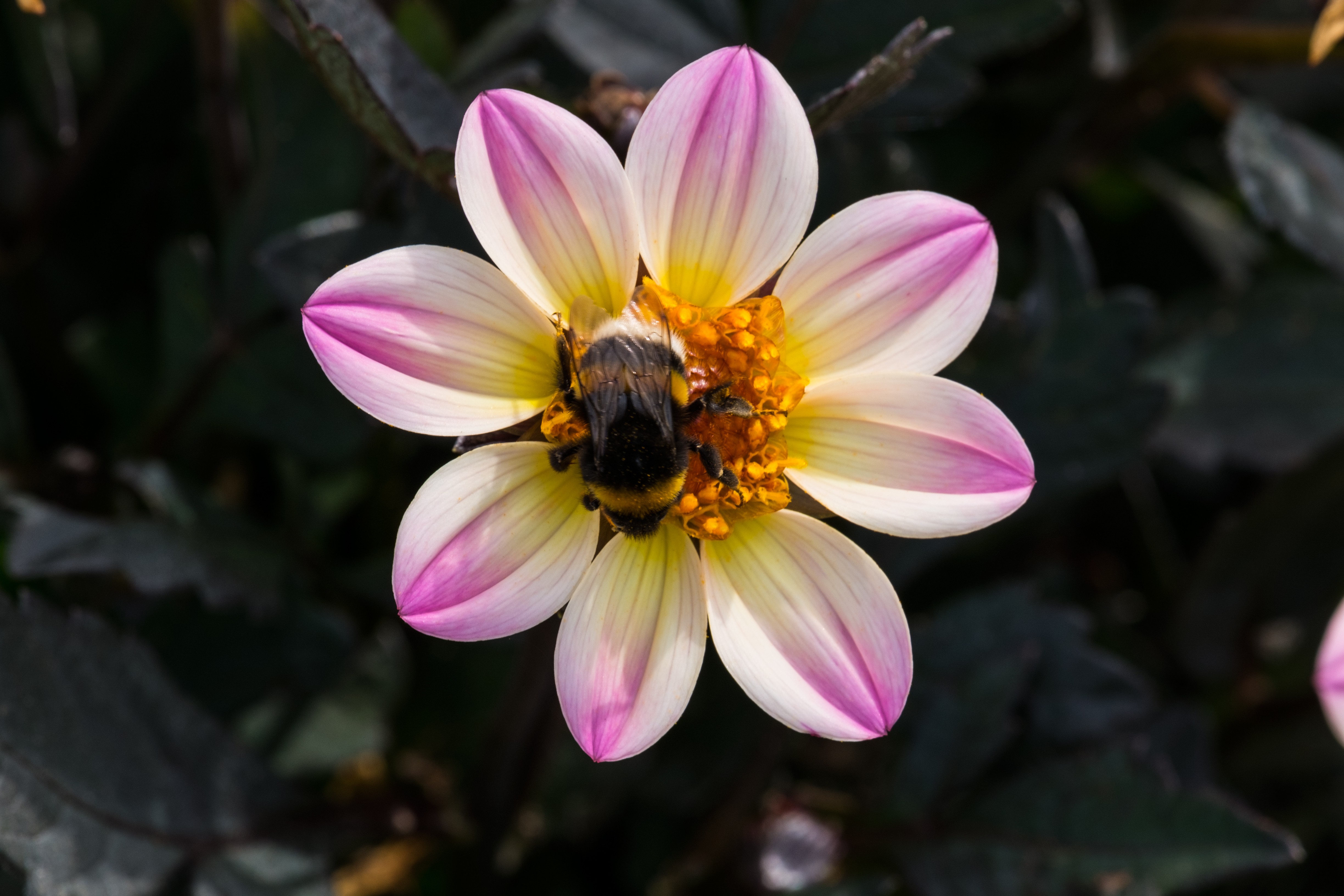 Fonds d'cran Animaux Insectes - Abeilles Gupes ... 