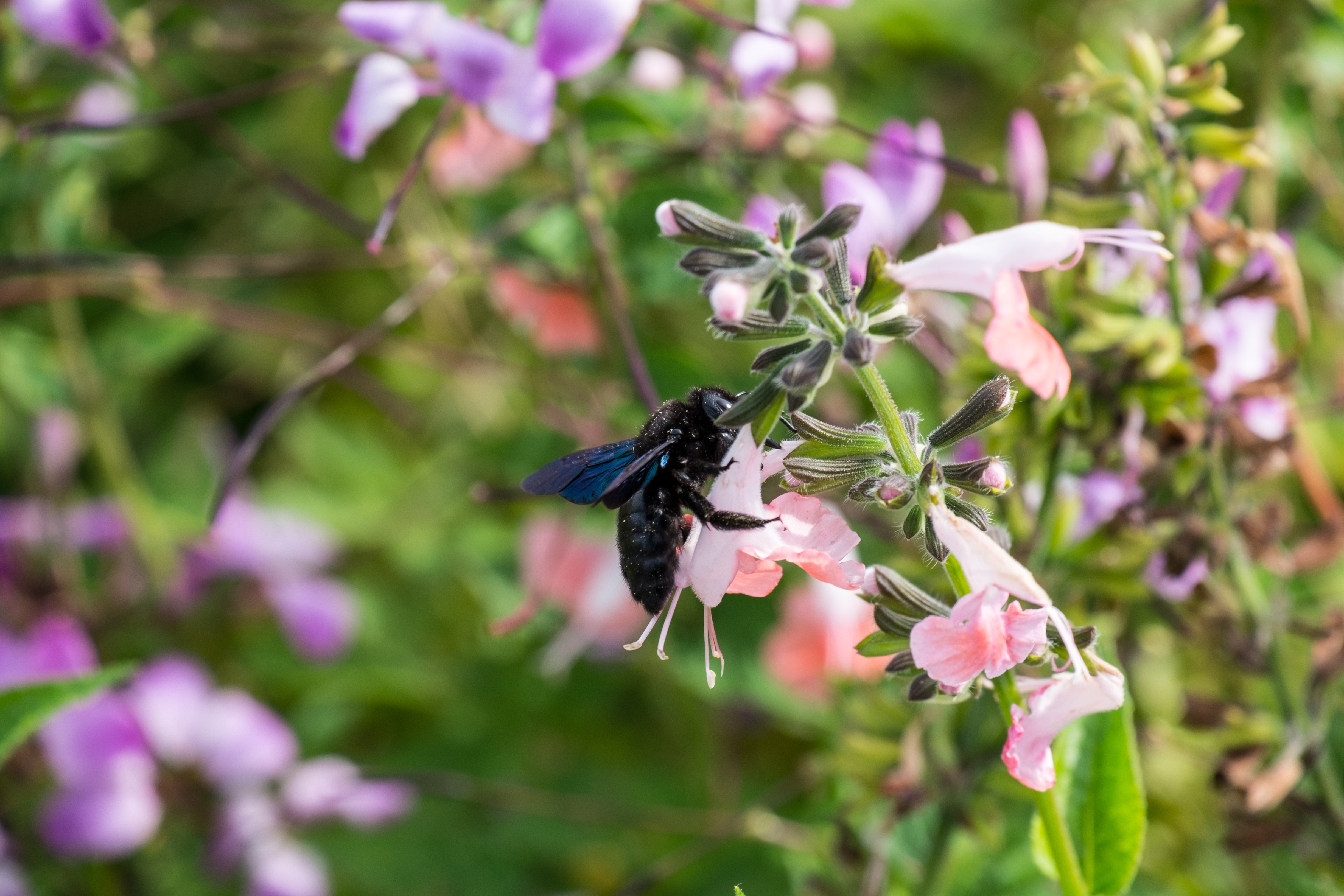 Fonds d'cran Animaux Insectes - Abeilles Gupes ... 