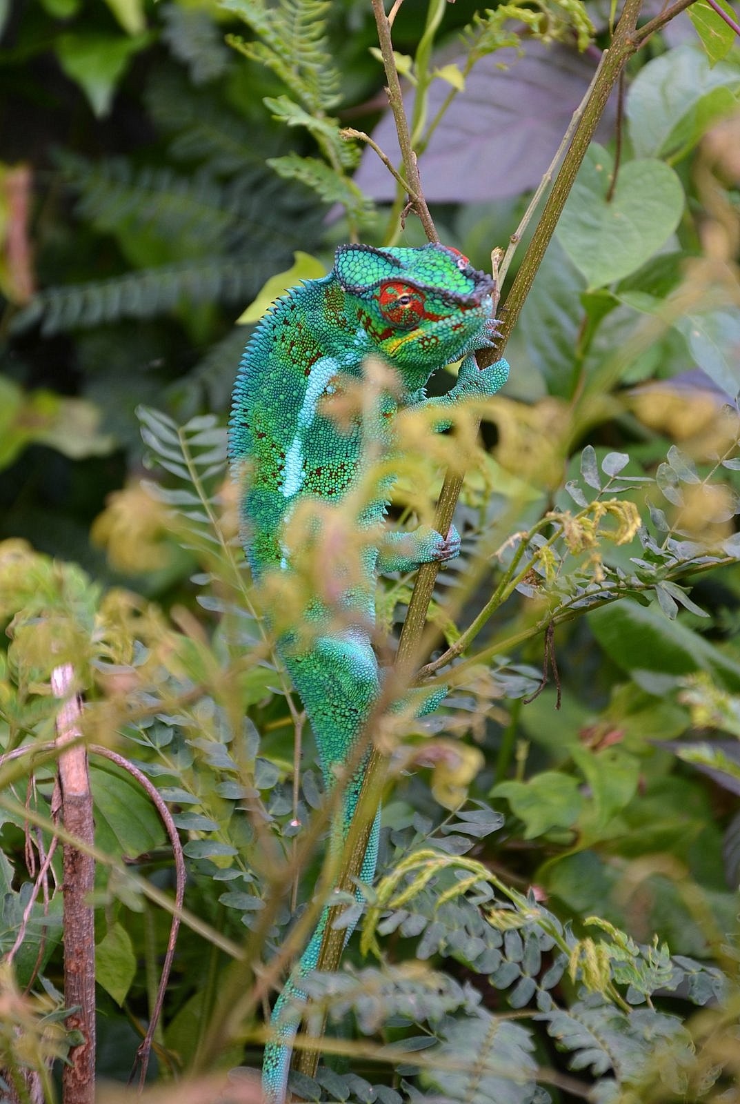 Wallpapers Animals Chameleons CAMELEON  ILE  DE  LA  REUNION 