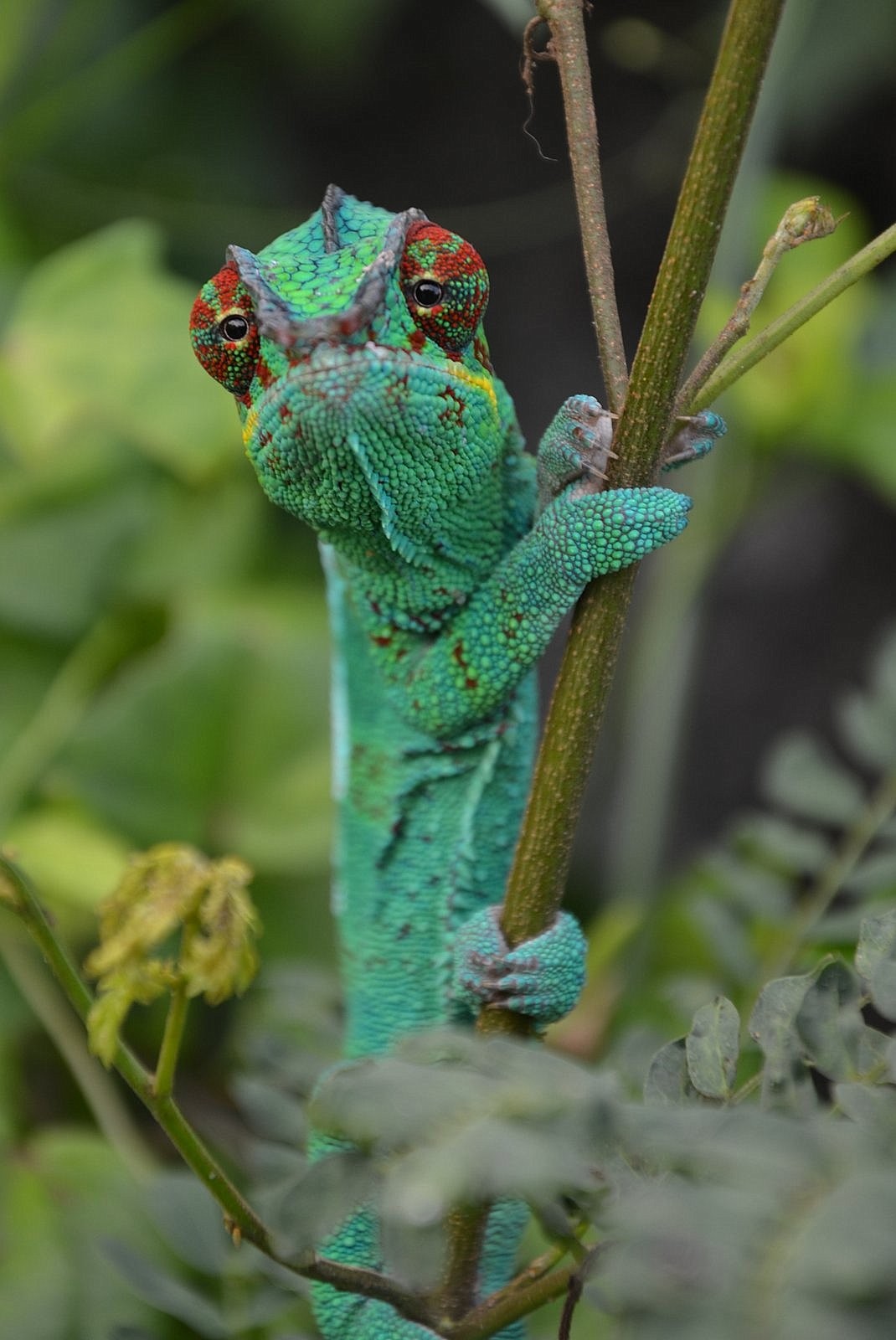 Fonds d'cran Animaux Camlons CAMELEON  ILE  DE  LA  REUNION 