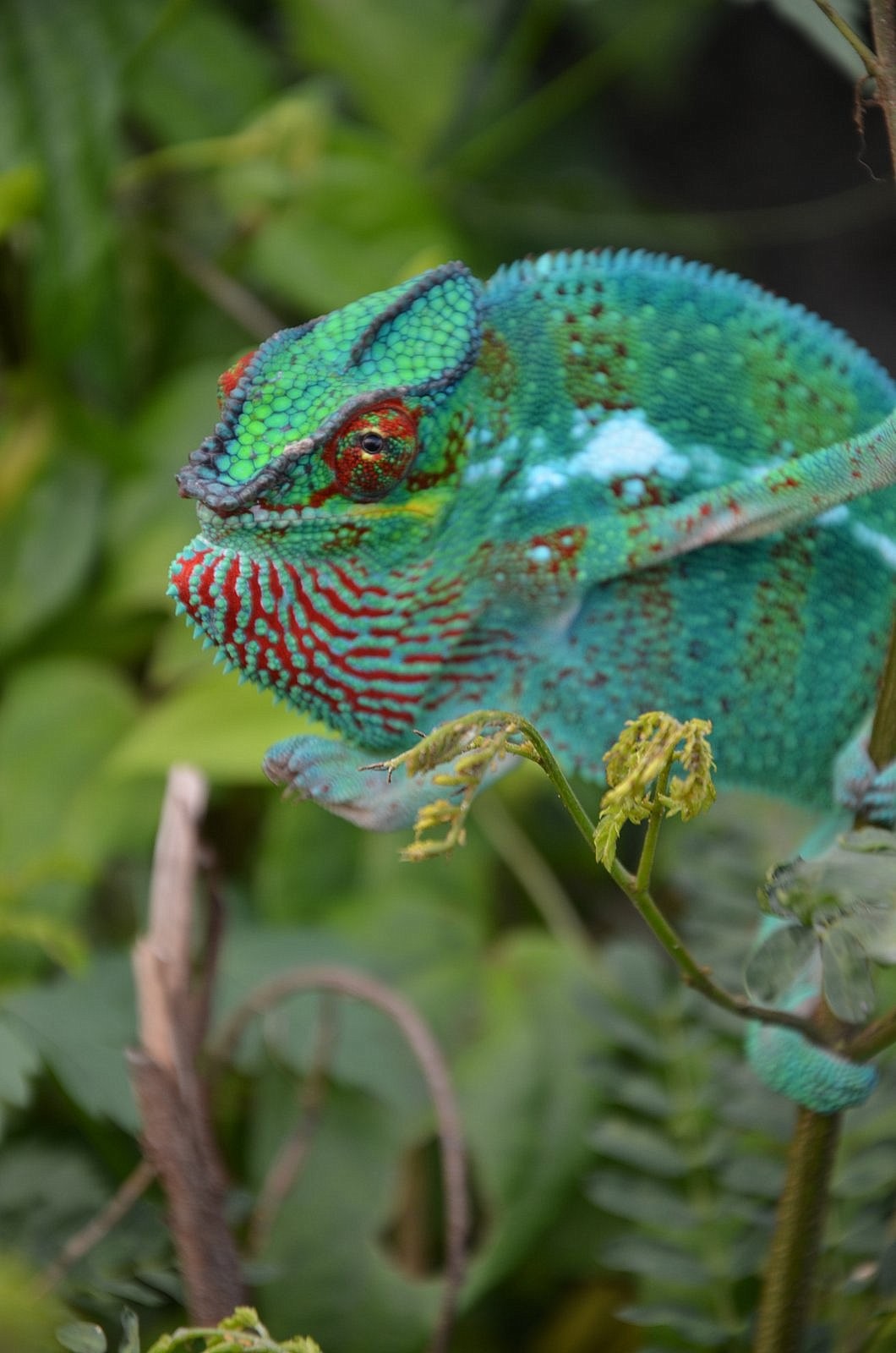 Wallpapers Animals Chameleons CAMELEON  ILE  DE  LA  REUNION 