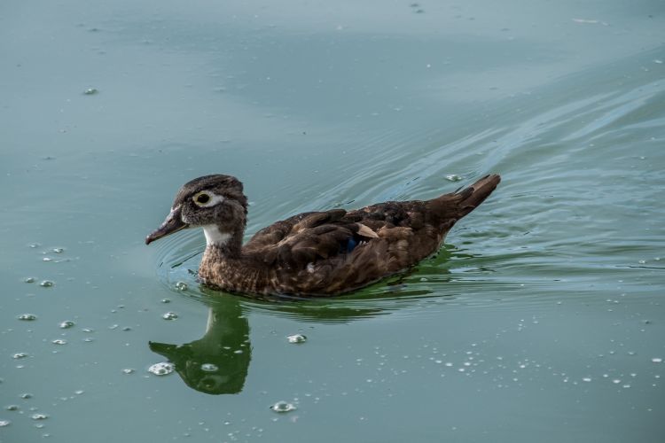 Fonds d'cran Animaux Oiseaux - Canards Wallpaper N437337