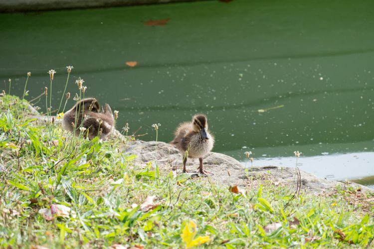 Wallpapers Animals Birds - Ducks Wallpaper N437343