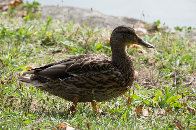 Fonds d'cran Animaux Oiseaux - Canards Wallpaper N437349