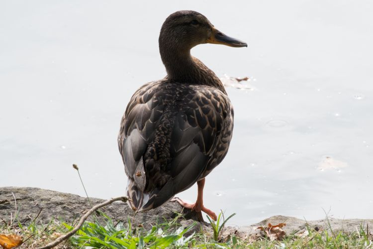 Fonds d'cran Animaux Oiseaux - Canards Wallpaper N437352