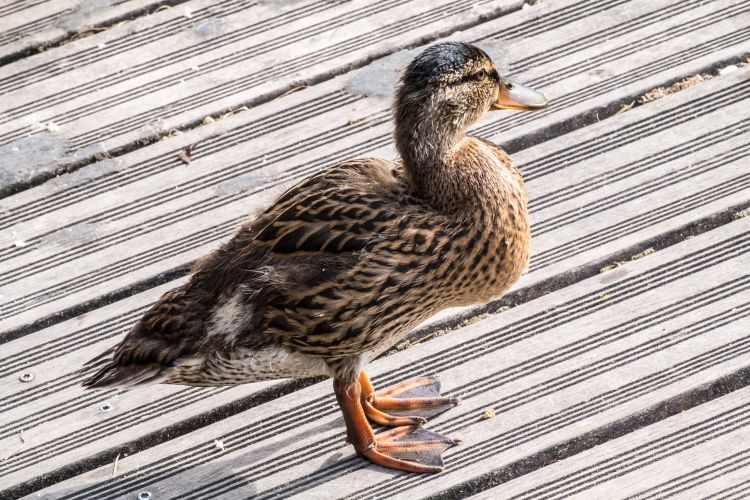 Fonds d'cran Animaux Oiseaux - Canards Wallpaper N437355