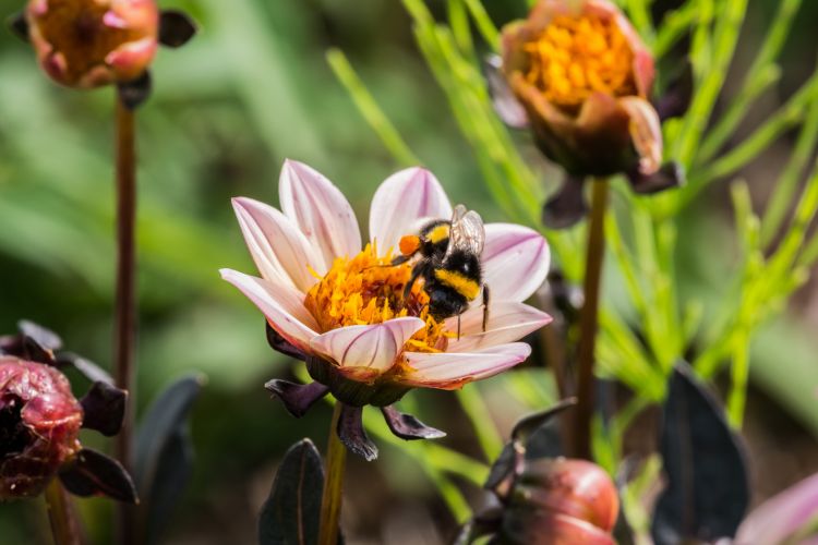 Fonds d'cran Animaux Insectes - Abeilles Gupes ... Wallpaper N437370