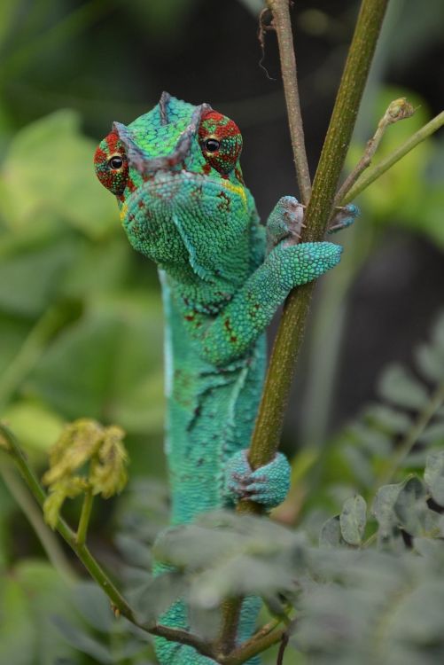 Wallpapers Animals Chameleons CAMELEON  ILE  DE  LA  REUNION 