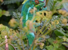  Animals CAMELEON  ILE  DE  LA  REUNION 